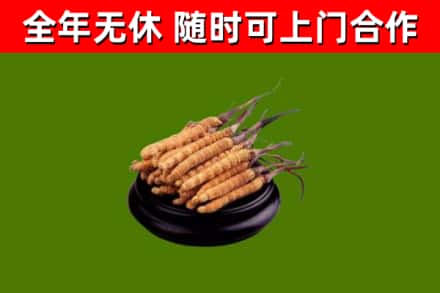 驻马店市回收散虫草