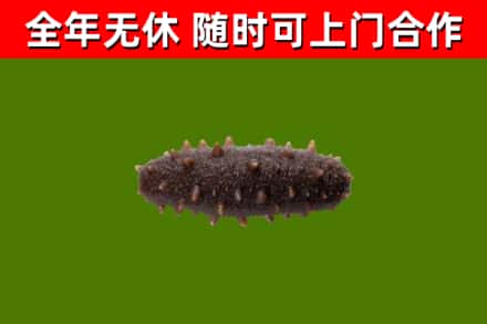 驻马店市回收海参干